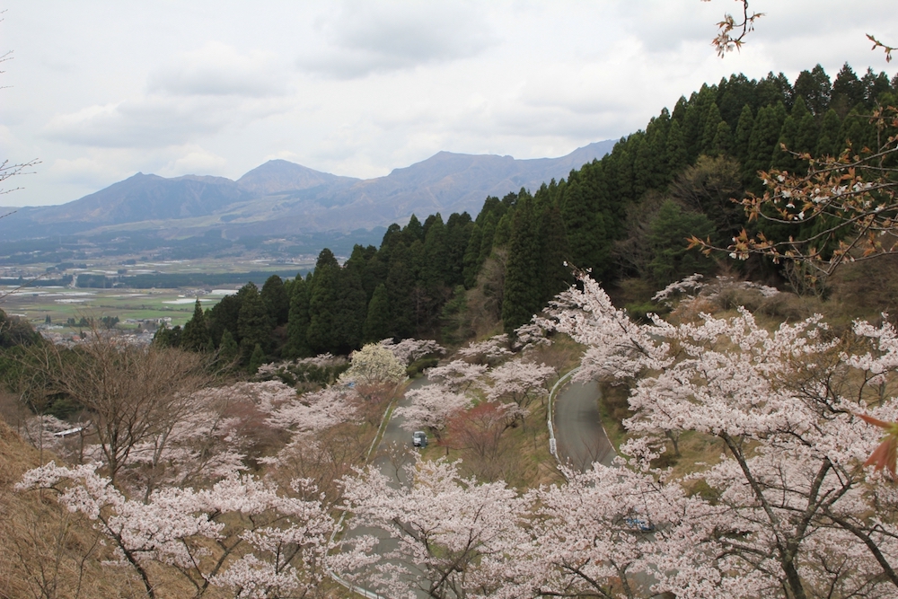 熊本県内の桜スポット 2026年「くまノート」 ｜旅ムック.com 熊本